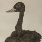 Silent Swan - Chinese Ink Painting 54.3'' × 26.8'' | Chinese Original Painting | Magic Bear Art